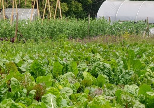 How Monmouthshire Lost 100s of Acres of Horticulture