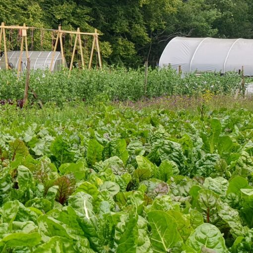 How Monmouthshire Lost 100s of Acres of Horticulture